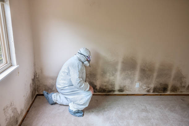 Best Mold Prevention Services  in Cumberland Hill, RI