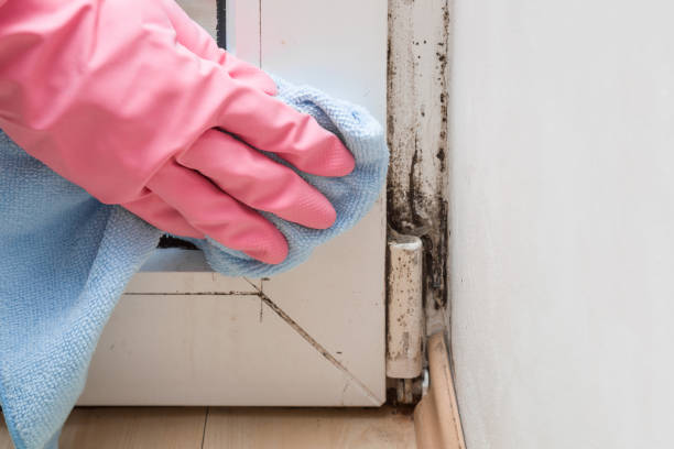 Best Basement Mold Removal  in Cumberland Hill, RI